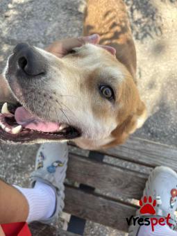 Ράτσα: Άγνωστο - Ημίαιμο | Ηλικία: 2 ετών | Φύλο: Αρσενικό | Αρ. Microchip: - | Περιοχή: Νέα Σμύρνη, Αττική