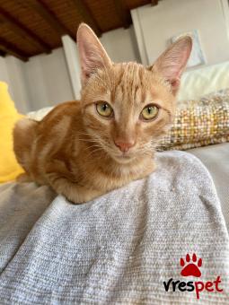 Ράτσα: Άγνωστο - Ημίαιμο | Ηλικία: 6 μηνών | Φύλο: Αρσενικό | Αρ. Microchip: θα τοποθετηθεί μόλις τελειώσει τη θεραπεία | Περιοχή: Αθήνα, Αττική