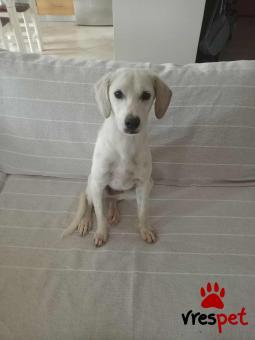 Ράτσα: Λαμπραντόρ - Labrador | Ηλικία: 7 μηνών | Φύλο: Θηλυκό | Αρ. Microchip: - | Ημίαιμο | Περιοχή: Θεσσαλονίκη, Θεσσαλονίκη