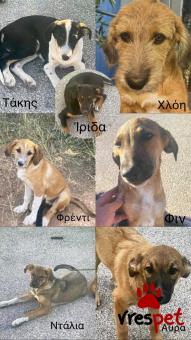 Ράτσα: Λαμπραντόρ - Labrador | Ηλικία: 5 μηνών | Φύλο: Αρσενικό | Αρ. Microchip: 000000000000000000000 | Ημίαιμο | Περιοχή: Χαϊδάρι, Αττική