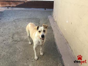 Ράτσα: Λαμπραντόρ - Labrador | Ηλικία: 1 έτους | Φύλο: Θηλυκό | Αρ. Microchip: - | Ημίαιμο | Περιοχή: Θεσσαλονίκη, Θεσσαλονίκη