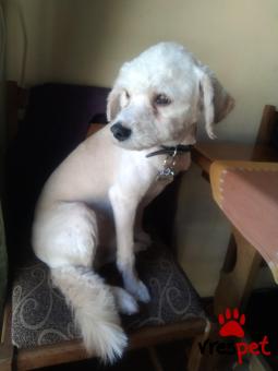 Ράτσα: Κανίς Λευκό - Canishe White | Ηλικία: 3 ετών | Φύλο: Αρσενικό | Αρ. Microchip: 0 | Περιοχή: Πάτρα, Πελλοπόνησος