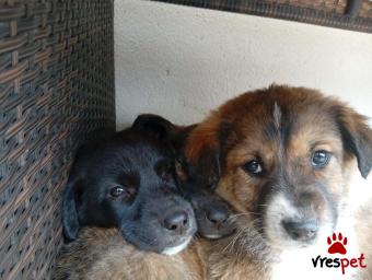 Ράτσα: Άγνωστο - Ημίαιμο | Ηλικία: 2 μηνών | Φύλο: Θηλυκό | Αρ. Microchip: 0000000 | Περιοχή: Κορδελιό Εύοσμος, Θεσσαλονίκη