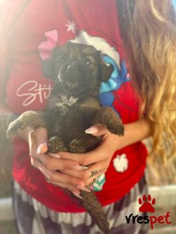 Ράτσα: Άγνωστο - Ημίαιμο | Ηλικία: 2 μηνών | Φύλο: Αρσενικό | Αρ. Microchip: K | Περιοχή: Νέα Σμύρνη, Αττική