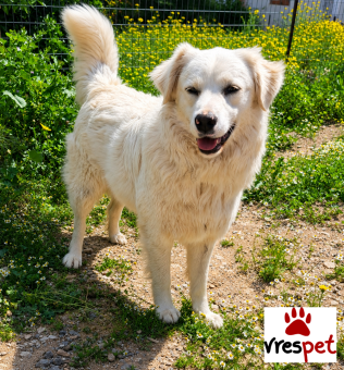Ράτσα: Λαμπραντόρ - Labrador | Ηλικία: 1 έτους | Φύλο: Αρσενικό | Αρ. Microchip: 0 | Ημίαιμο | Περιοχή: Γλυφάδα, Αττική