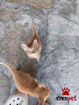 Ράτσα: Άγνωστο - Ημίαιμο | Ηλικία: 2 μηνών | Φύλο: Αρσενικό | Αρ. Microchip: 1425637373883939 | Περιοχή: Σιθωνία, Μακεδονία