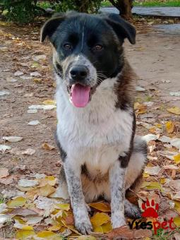 Ράτσα: Άγνωστο - Ημίαιμο | Ηλικία: 7 μηνών | Φύλο: Θηλυκό | Αρ. Microchip: - | Περιοχή: Κιλκίς, Μακεδονία