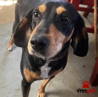 Ράτσα: Άγνωστο - Ημίαιμο | Ηλικία: 4 ετών | Φύλο: Θηλυκό | Αρ. Microchip: 99999999 | Περιοχή: Νέα Σμύρνη, Αττική