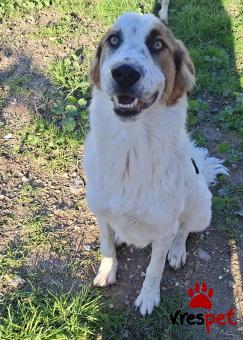 Ράτσα: Άγνωστο - Ημίαιμο | Ηλικία: 7 μηνών | Φύλο: Αρσενικό | Αρ. Microchip: 0 | Ημίαιμο | Περιοχή: Γλυφάδα, Αττική