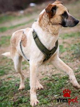 Ράτσα: Άγνωστο - Ημίαιμο | Ηλικία: 4 ετών | Φύλο: Αρσενικό | Αρ. Microchip: - | Περιοχή: Κιλκίς, Μακεδονία