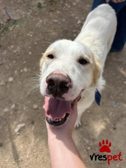 Ράτσα: Άγνωστο - Ημίαιμο | Ηλικία: 3 ετών | Φύλο: Αρσενικό | Αρ. Microchip: 000000000 | Περιοχή: Νίκαια Άγιος Ιωάννης Ρέντης, Αττική