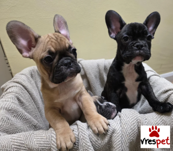 Ράτσα: Γαλλικό Μπουλντόγκ - Bulldog | Ηλικία: 2,5 μηνών | Φύλο: Αρσενικό | Αρ. Microchip: 477568463549980 | Ιδιώτης | Εκπαιδευμένο | Pedigree | Περιοχή: Αθήνα, Αττική