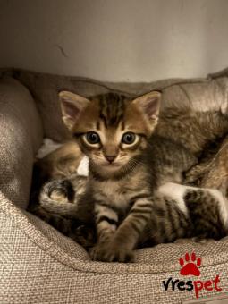 Ράτσα: Άγνωστο - Ημίαιμο | Ηλικία: 2 μηνών | Φύλο: Αρσενικό | Αρ. Microchip: Δεν εχει | Ημίαιμο | Περιοχή: Άλιμος, Αττική