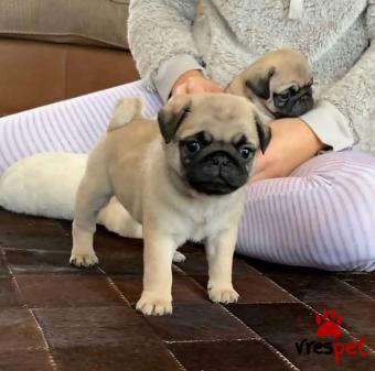 Ράτσα: Πάγκ - Pug | Ηλικία: 3 μηνών | Φύλο: Θηλυκό | Αρ. Microchip: 90228480200740 | Ιδιώτης | Εκπαιδευμένο | Pedigree | Περιοχή: Αθήνα, Αττική