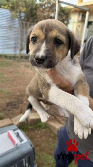 Ράτσα: Άγνωστο - Ημίαιμο | Ηλικία: 2 μηνών | Φύλο: Θηλυκό | Αρ. Microchip: 0 | Ημίαιμο | Περιοχή: Γλυφάδα, Αττική