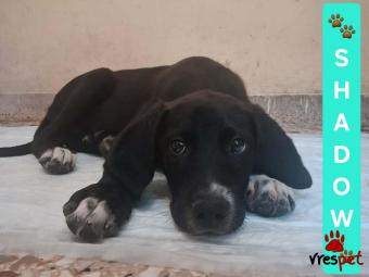 Ράτσα: Άγνωστο - Ημίαιμο | Ηλικία: 4 μηνών | Φύλο: Αρσενικό | Αρ. Microchip: 000000000000000000000 | Ημίαιμο | Περιοχή: Χαϊδάρι, Αττική