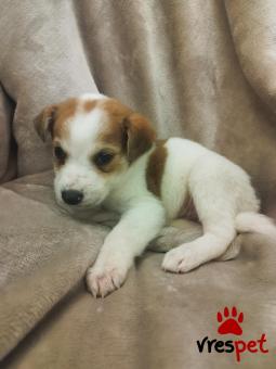 Ράτσα: Άγνωστο - Ημίαιμο | Ηλικία: 2 μηνών | Φύλο: Αρσενικό | Αρ. Microchip: 000000000000008 | Περιοχή: Καλύβια Θορικού, Αττική