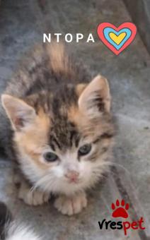 Ράτσα: Γάτα του Αιγαίου | Ηλικία: 2 μηνών | Φύλο: Θηλυκό | Αρ. Microchip: 000000000000000000000 | Ημίαιμο | Περιοχή: Χαϊδάρι, Αττική