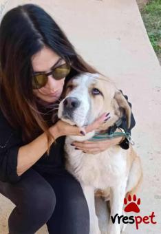 Ράτσα: Ελληνικός Ποιμενικός - Greek Shepherd | Ηλικία: 7 μηνών | Φύλο: Θηλυκό | Αρ. Microchip: 000000000000000000000 | Ημίαιμο | Περιοχή: Χαϊδάρι, Αττική