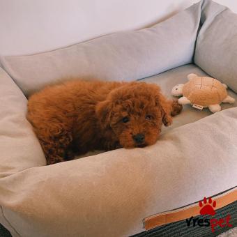 Ράτσα: Κανίς Βερικοκί - Caniche apricot | Ηλικία: 2,5 μηνών | Φύλο: Θηλυκό | Αρ. Microchip: 90200800050080 | Ιδιώτης | Εκπαιδευμένο | Pedigree | Περιοχή: Αθήνα, Αττική