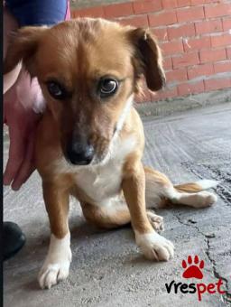 Ράτσα: Άγνωστο - Ημίαιμο | Ηλικία: 1 έτους | Φύλο: Θηλυκό | Αρ. Microchip: 0000000 | Περιοχή: Κορδελιό Εύοσμος, Θεσσαλονίκη