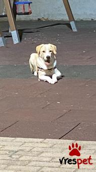 Ράτσα: Άγνωστο - Ημίαιμο | Ηλικία: 5+ | Φύλο: Θηλυκό | Αρ. Microchip: 901001000219177 | Περιοχή: Νέα Φιλαδέλφεια, Αττική