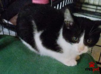 Ράτσα: Άγνωστο - Ημίαιμο | Ηλικία: 3 μηνών | Φύλο: Θηλυκό | Αρ. Microchip: 000000000000000000000 | Ημίαιμο | Περιοχή: Χαϊδάρι, Αττική