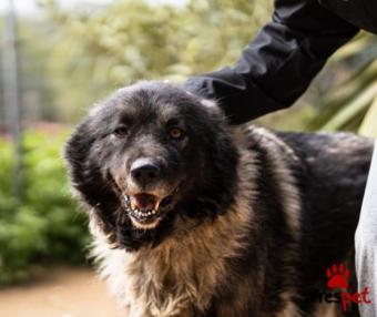 Ράτσα: Άγνωστο - Ημίαιμο | Ηλικία: 5+ | Φύλο: Θηλυκό | Αρ. Microchip: - | Περιοχή: Νέα Σμύρνη, Αττική