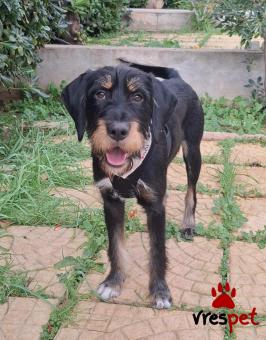 Ράτσα: Άλλη Ράτσα | Ηλικία: 1 έτους | Φύλο: Αρσενικό | Αρ. Microchip: 0 | Ημίαιμο | Περιοχή: Γλυφάδα, Αττική