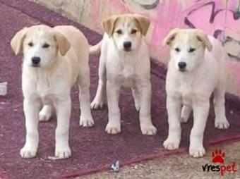 Ράτσα: Άγνωστο - Ημίαιμο | Ηλικία: 3 μηνών | Φύλο: Θηλυκό | Αρ. Microchip: 0000000 | Περιοχή: Κορδελιό Εύοσμος, Θεσσαλονίκη