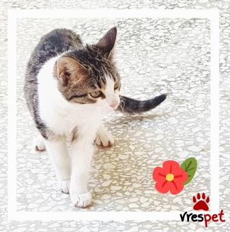 Ράτσα: Γάτα του Αιγαίου | Ηλικία: 3 μηνών | Φύλο: Θηλυκό | Αρ. Microchip: 000000000000 | Ιδιώτης | Περιοχή: Θεσσαλονίκη, Θεσσαλονίκη