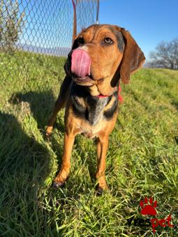 Ράτσα: Ελληνικός Ιχνηλάτης - Γκέκας | Ηλικία: 5 μηνών | Φύλο: Αρσενικό | Αρ. Microchip: 00000 | Ημίαιμο | Περιοχή: Σέρρες, Μακεδονία