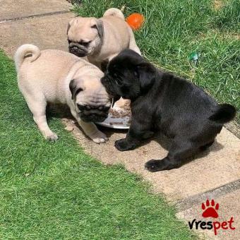 Ράτσα: Πάγκ - Pug | Ηλικία: 3 μηνών | Φύλο: Θηλυκό | Αρ. Microchip: 978101082346640 | Ιδιώτης | Εκπαιδευμένο | Pedigree | Περιοχή: Αθήνα, Αττική