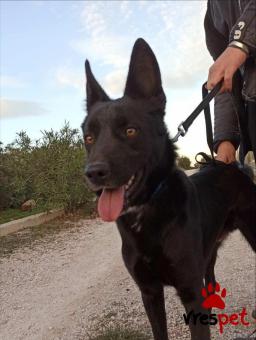 Ράτσα: Βελγικός Ποιμενικός - Belgian Sheepdog | Ηλικία: 1 έτους | Φύλο: Αρσενικό | Αρ. Microchip: 467542457896467566 | Περιοχή: Σαρωνικός, Αττική