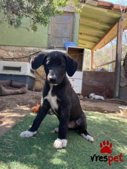 Ράτσα: Άγνωστο - Ημίαιμο | Ηλικία: 2 μηνών | Φύλο: Θηλυκό | Αρ. Microchip: - | Περιοχή: Νέα Σμύρνη, Αττική