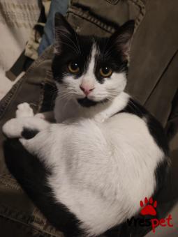 Ράτσα: Άγνωστο - Ημίαιμο | Ηλικία: 3 μηνών | Φύλο: Αρσενικό | Αρ. Microchip: 000000000000 | Περιοχή: Σταυρούπολη, Θεσσαλονίκη