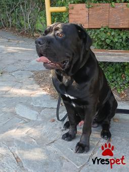Ράτσα: Κανέ Κόρσο - Cane Corso | Ηλικία: 2 ετών | Φύλο: Αρσενικό | Αρ. Microchip: 945000002491294 | Περιοχή: Πειραιάς, Αττική