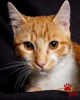 Ράτσα: Άγνωστο - Ημίαιμο | Ηλικία: 6 μηνών | Φύλο: Αρσενικό | Αρ. Microchip: 900000000000000 | Ημίαιμο | Περιοχή: Πεύκη, Αττική