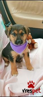 Ράτσα: Γερμανικός ποιμενικός Αλσατίας | Ηλικία: 2,5 μηνών | Φύλο: Αρσενικό | Αρ. Microchip: 1289675432222 | Περιοχή: Μινώα Πεδιάδα, Κρήτη