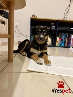 Ράτσα: Άγνωστο - Ημίαιμο | Ηλικία: 5 μηνών | Φύλο: Αρσενικό | Αρ. Microchip: - | Περιοχή: Νέα Σμύρνη, Αττική