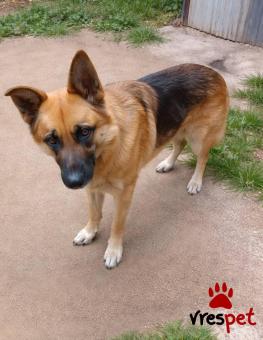 Ράτσα: Γερμανικός ποιμενικός Αλσατίας | Ηλικία: 5+ | Φύλο: Αρσενικό | Αρ. Microchip: 900233003374077 | Περιοχή: Κόρινθος, Πελλοπόνησος