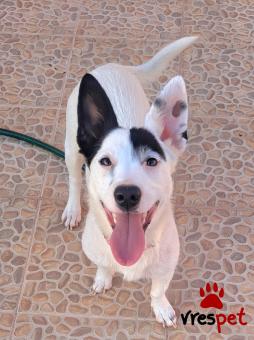 Ράτσα: Τζακ Ράσελ Τεριέ - Jack Russell Terrier | Ηλικία: 1 έτους | Φύλο: Θηλυκό | Αρ. Microchip: 0 | Ημίαιμο | Περιοχή: Γλυφάδα, Αττική
