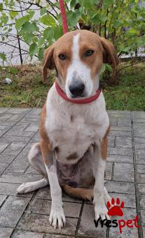 Ράτσα: Μπίγκλ - Beagle | Ηλικία: 1 έτους | Φύλο: Θηλυκό | Αρ. Microchip: 0 | Ημίαιμο | Περιοχή: Γλυφάδα, Αττική