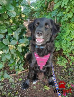 Ράτσα: Άγνωστο - Ημίαιμο | Ηλικία: 1 έτους | Φύλο: Αρσενικό | Αρ. Microchip: 0 | Ημίαιμο | Περιοχή: Γλυφάδα, Αττική