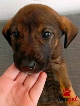 Ράτσα: Άγνωστο - Ημίαιμο | Ηλικία: 2 μηνών | Φύλο: Θηλυκό | Αρ. Microchip: - | Περιοχή: Κιλκίς, Μακεδονία