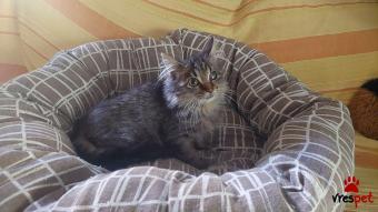 Ράτσα: Άγνωστο - Ημίαιμο | Ηλικία: 3 μηνών | Φύλο: Θηλυκό | Αρ. Microchip: 454563390857863 | Ιδιώτης | Ημίαιμο | Βρέθηκε | Περιοχή: Παλαιό Φάληρο, Αττική