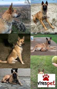 Ράτσα: Βελγικός Ποιμενικός Μαλινουά - Belgian Malinois | Ηλικία: 2 μηνών | Φύλο: Θηλυκό | Αρ. Microchip: Δεν διατίθεται  | Περιοχή: Τρίκαλα, Θεσσαλία