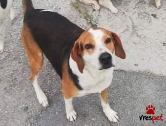 Ράτσα: Μπίγκλ - Beagle | Ηλικία: 3 ετών | Φύλο: Αρσενικό | Αρ. Microchip: 00000000000000 | Περιοχή: Καλύβια Θορικού, Αττική