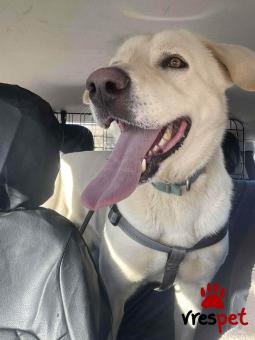 Ράτσα: Άγνωστο - Ημίαιμο | Ηλικία: 4 ετών | Φύλο: Αρσενικό | Αρ. Microchip: 000000000000008 | Περιοχή: Καλύβια Θορικού, Αττική