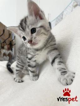 Ράτσα: Περσική | Ηλικία: 6 μηνών | Φύλο: Αρσενικό | Αρ. Microchip: 0-083767839 | 